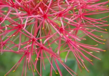Scadoxus multiflorus